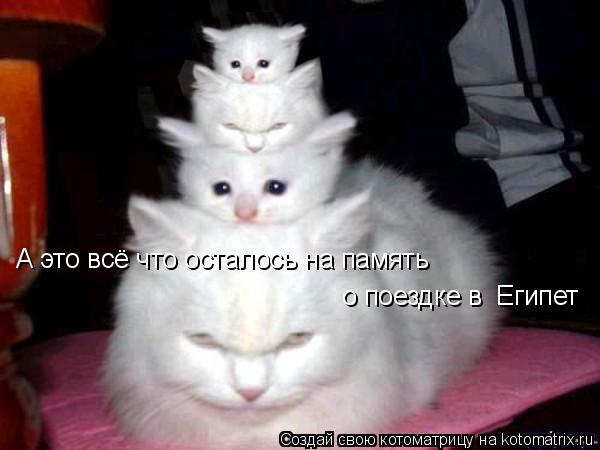 А это всё что осталось на память о поездке в Египет... Котоматрица: А это всё что осталось на память о поездке в Египет