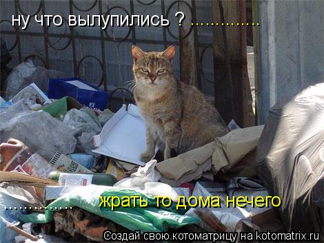 ну что вылупились ? .............. .............. жрать то дома нечего... Котоматрица: ну что вылупились ? .............. .............. жрать то дома нечего