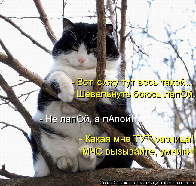 Котоматрица: - Вот, сижу тут весь такой... Шевельнуть боюсь лапОй. - Не лапОй, а лАпой! - Какая мне ТУТ разница! МЧС вызывайте, умники!