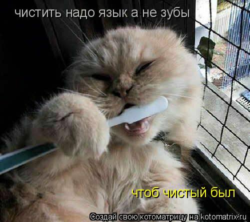 Котоматрица: чистить надо язык а не зубы чтоб чистый был