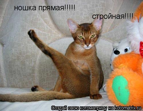 Котоматрица: ношка прямая!!!!! стройная!!!!