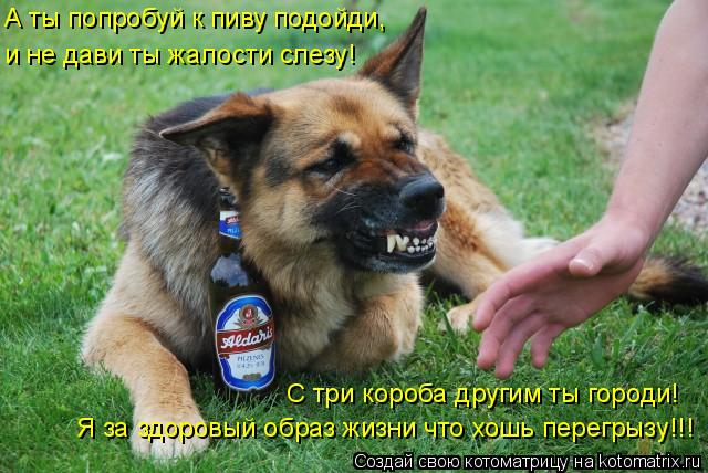Котоматрица: А ты попробуй к пиву подойди, и не дави ты жалости слезу! С три короба другим ты городи! Я за здоровый образ жизни что хошь перегрызу!!!
