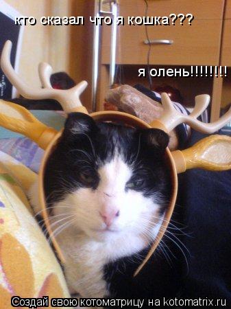Котоматрица: кто сказал что я кошка??? я олень!!!!!!!!