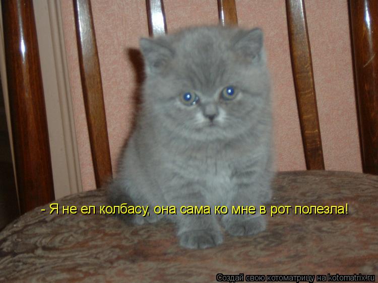Котоматрица: - Я не ел колбасу, она сама ко мне в рот полезла!