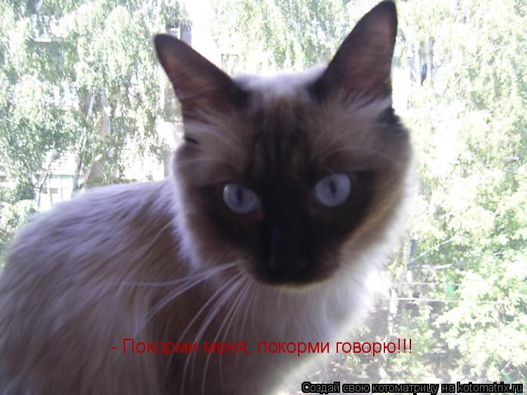 Котоматрица: - Покорми меня, покорми говорю!!!
