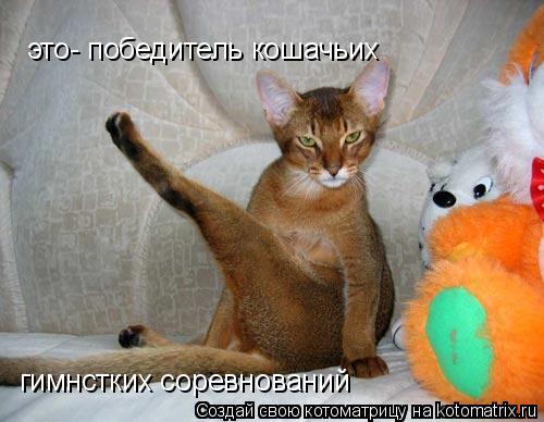 Котоматрица: это- победитель кошачьих  гимнстких соревнований