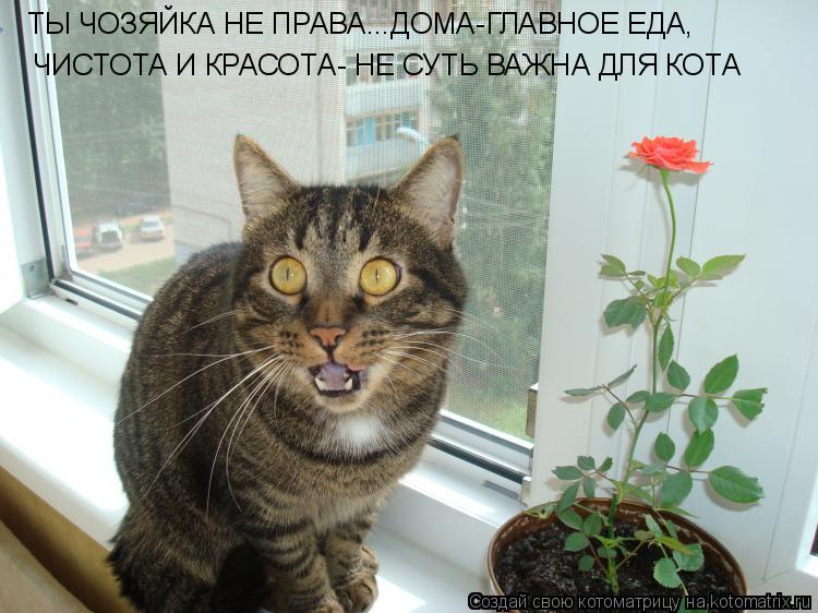 Котоматрица: ТЫ ЧОЗЯЙКА НЕ ПРАВА...ДОМА-ГЛАВНОЕ ЕДА, ЧИСТОТА И КРАСОТА- НЕ СУТЬ ВАЖНА ДЛЯ КОТА