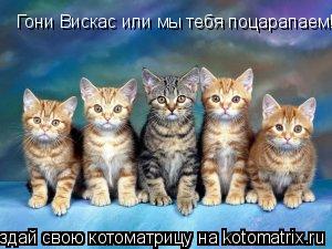 Котоматрица: Гони Вискас или мы тебя поцарапаем!