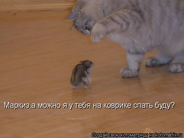 Котоматрица: Маркиз,а можно я у тебя на коврике спать буду?