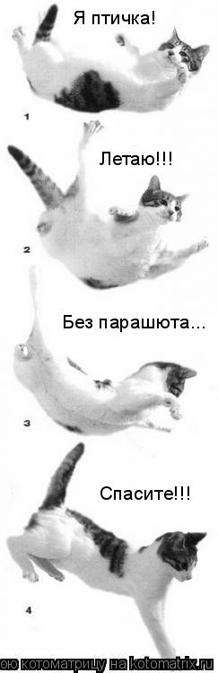 Котоматрица: Я птичка! Летаю!!! Без парашюта... Спасите!!!