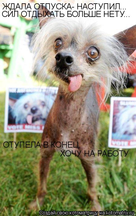 Котоматрица: ЖДАЛА ОТПУСКА- НАСТУПИЛ... СИЛ ОТДЫХАТЬ БОЛЬШЕ НЕТУ... ОТУПЕЛА В КОНЕЦ,  ХОЧУ НА РАБОТУ
