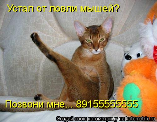 Котоматрица: Устал от ловли мышей? Позвони мне... 89155555555
