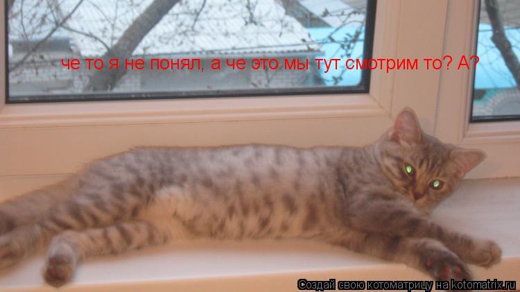 Котоматрица: че то я не понял, а че это мы тут смотрим то? А?