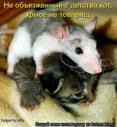 Не объезженный с детства кот, крысе не товарищ.... Котоматрица: Не объезженный с детства кот, крысе не товарищ.