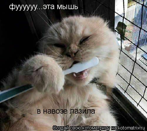 Котоматрица: фуууууу...эта мышь в навозе лазила