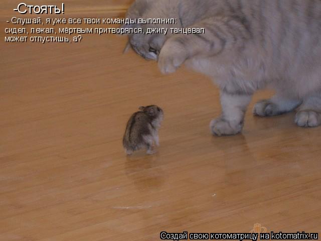 Котоматрица: -Стоять! - Слушай, я уже все твои команды выполнил: сидел, лежал, мёртвым притворялся, джигу танцевал может отпустишь, а?