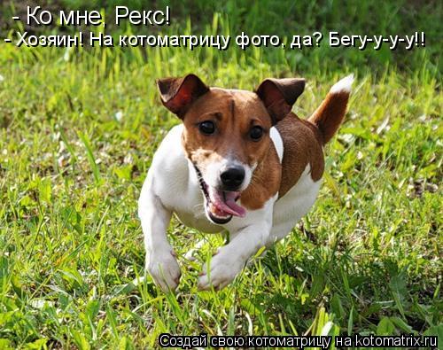 Котоматрица: - Ко мне, Рекс! - Хозяин! На котоматрицу фото, да? Бегу-у-у-у!!