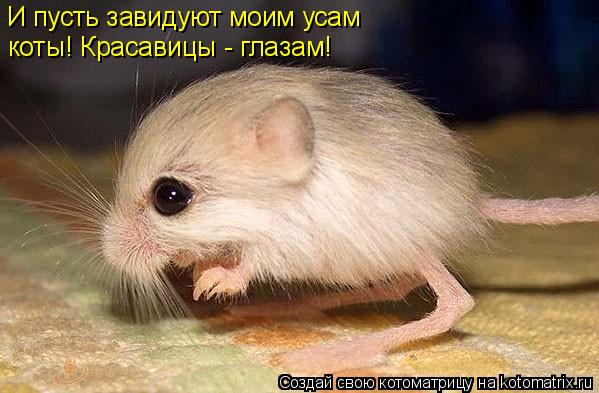 И пусть завидуют моим усам коты! Красавицы - глазам!... Котоматрица: И пусть завидуют моим усам коты! Красавицы - глазам!