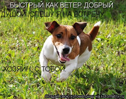 Котоматрица: БЫСТРЫЙ КАК ВЕТЕР, ДОБРЫЙ  ДУШОЙ. СПЕШУ Я НА ВСТРЕЧУ ХОЗЯИН, С ТОБОЙ.
