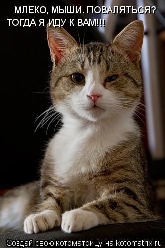 Котоматрица: МЛЕКО, МЫШИ. ПОВАЛЯТЬСЯ? ТОГДА Я ИДУ К ВАМ!!!