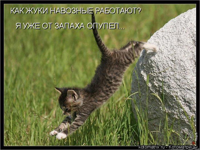 Котоматрица: КАК ЖУКИ НАВОЗНЫЕ РАБОТАЮТ? Я УЖЕ ОТ ЗАПАХА ОПУПЕЛ...