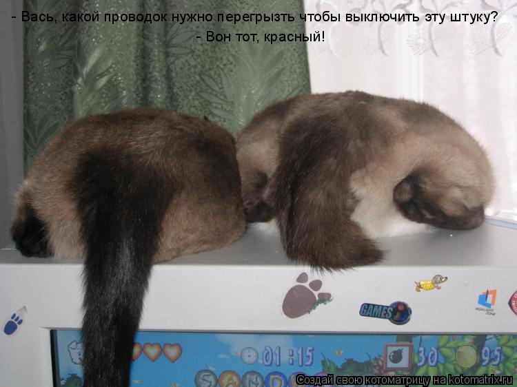Котоматрица: - Вась, какой проводок нужно перегрызть чтобы выключить эту штуку? - Вась, какой проводок нужно перегрызть чтобы выключить эту штуку? - Вон то