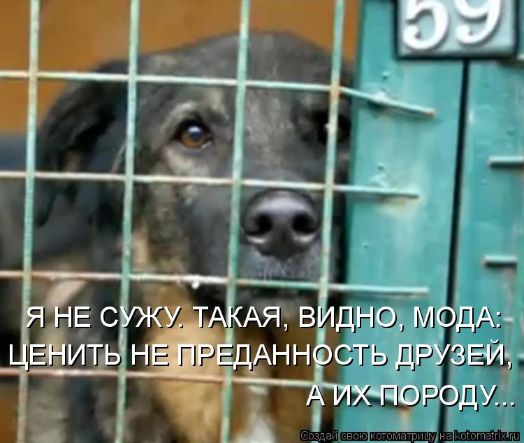 Я НЕ СУЖУ. ТАКАЯ, ВИДНО, МОДА: ЦЕНИТЬ НЕ ПРЕДАННОСТЬ ДРУЗЕЙ, А ИХ ПОРОДУ...... Котоматрица: Я НЕ СУЖУ. ТАКАЯ, ВИДНО, МОДА: ЦЕНИТЬ НЕ ПРЕДАННОСТЬ ДРУЗЕЙ, А ИХ ПОРОДУ...