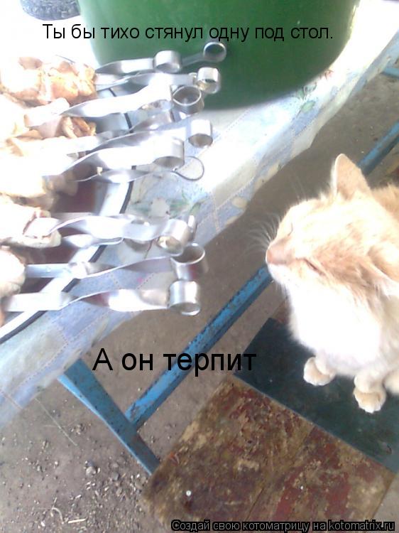 Котоматрица: Ты бы тихо стянул одну под стол. А он терпит