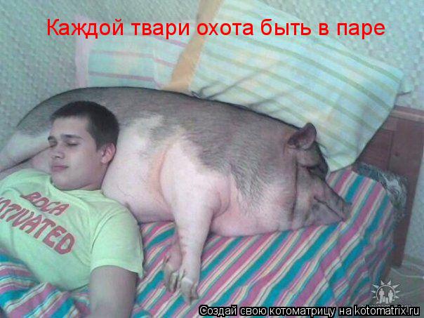 Котоматрица: Каждой твари охота быть в паре