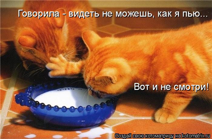 Котоматрица: Говорила - видеть не можешь, как я пью... Вот и не смотри! Вот и не смотри!
