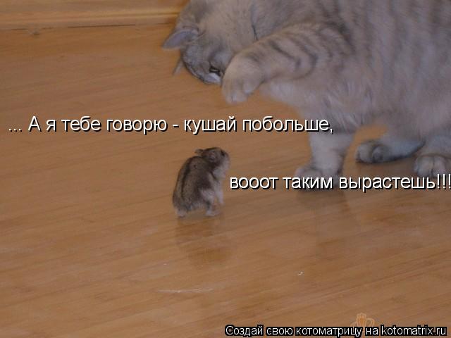 Котоматрица: ... А я тебе говорю - кушай побольше,  вооот таким вырастешь!!!  вооот таким вырастешь!!!