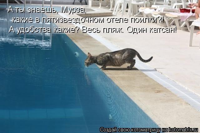 Котоматрица: А ты знаешь, Мурза,  какие в пятизвездочном отеле поилки?! А удобства какие? Весь пляж. Один катсан!