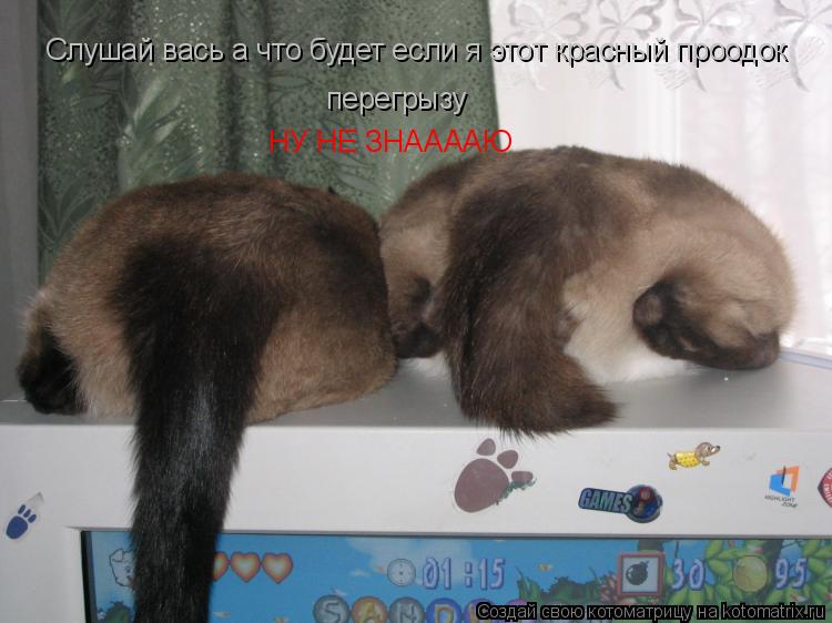 Котоматрица: Слушай вась а что будет если я этот красный проодок перегрызу НУ НЕ ЗНААААЮ
