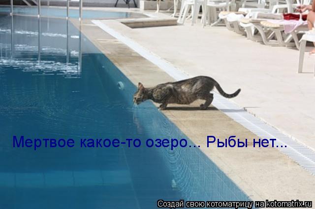 Котоматрица: Мертвое какое-то озеро... Рыбы нет...