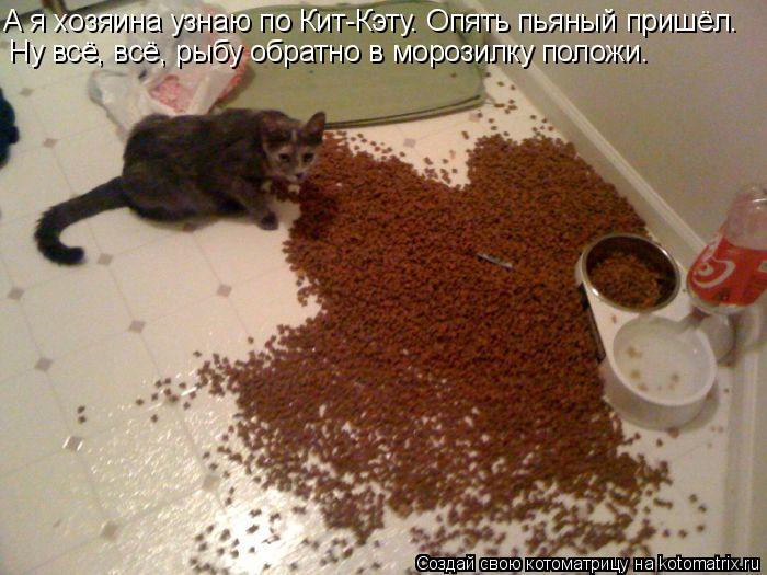 А я хозяина узнаю по Кит-Кэту. Опять пьяный пришёл. Ну всё, всё, рыбу обратно в морозилку положи.... Котоматрица: А я хозяина узнаю по Кит-Кэту. Опять пьяный пришёл. Ну всё, всё, рыбу обратно в морозилку положи.