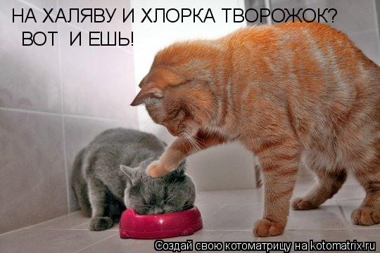 Котоматрица: НА ХАЛЯВУ И ХЛОРКА ТВОРОЖОК? ВОТ  И ЕШЬ!