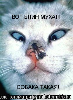 Котоматрица: ВОТ БЛИН МУХА!!! СОБАКА ТАКАЯ! СОБАКА ТАКАЯ!