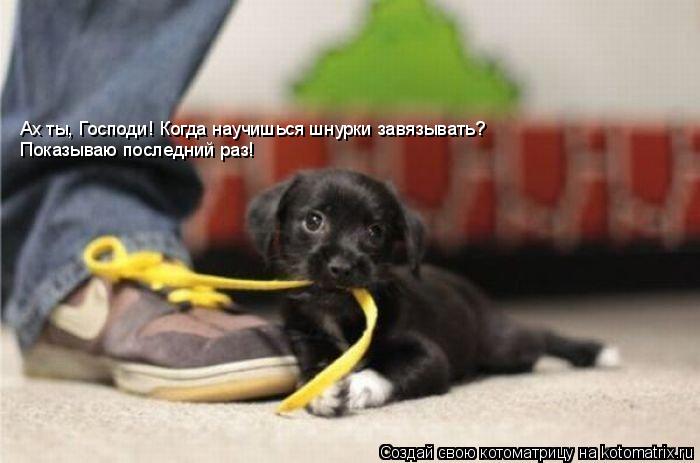 Ах ты, Господи! Когда научишься шнурки завязывать? Показываю последний раз!... Котоматрица: Ах ты, Господи! Когда научишься шнурки завязывать? Показываю последний раз!