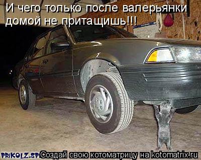 Котоматрица: И чего только после валерьянки домой не притащишь!!!