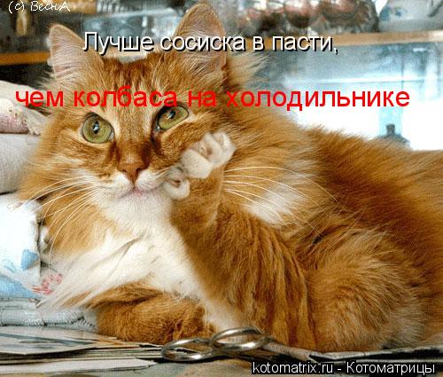 Котоматрица: Лучше сосиска в пасти, чем колбаса на холодильнике