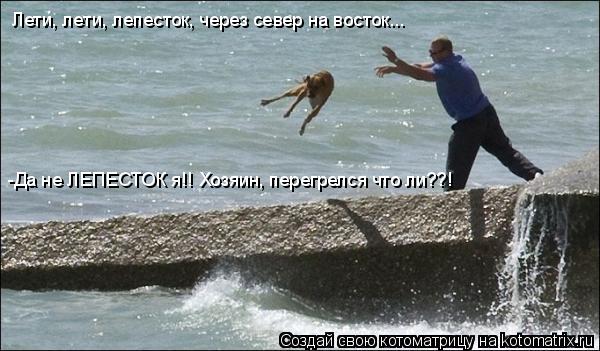 Котоматрица: Лети, лети, лепесток, через север на восток... -Да не ЛЕПЕСТОК я!! Хозяин, перегрелся что ли??!