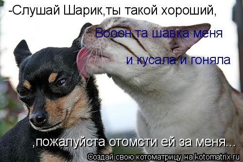 Котоматрица: -Слушай Шарик,ты такой хороший, Вооон та шавка меня  и кусала и гоняла ,пожалуйста отомсти ей за меня...