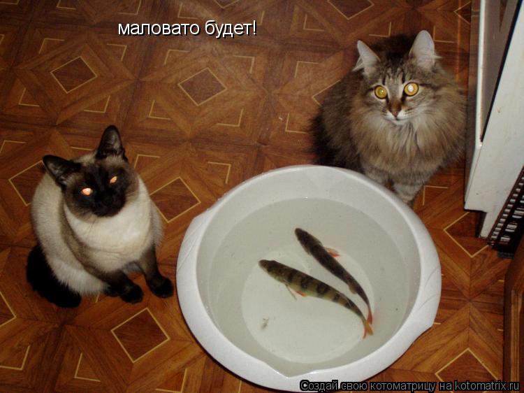 Котоматрица: маловато будет!