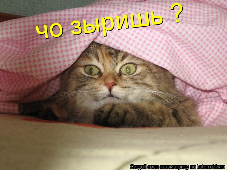 Котоматрица: чо зыришь ?