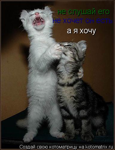 не слушай его не хочет он есть а я хочу... Котоматрица: не слушай его не хочет он есть а я хочу