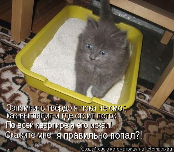 Запомнить твёрдо я пока не смог, как выглядит и где стоит лоток….. По всей квартире я его искал! Скаж... Котоматрица: Запомнить твёрдо я пока не смог, как выглядит и где стоит лоток….. По всей квартире я его искал! Скажите мне, я правильно попал?!