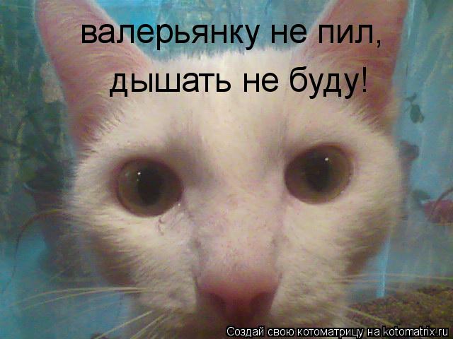 валерьянку не пил, дышать не буду!... Котоматрица: валерьянку не пил, дышать не буду!