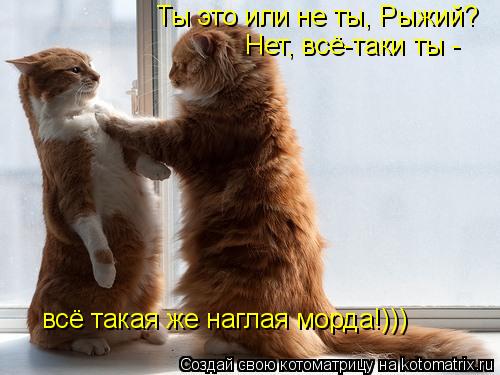 Нет, всё-таки ты - всё такая же наглая морда!))) Ты это или не ты, Рыжий?... Котоматрица: Нет, всё-таки ты - всё такая же наглая морда!))) Ты это или не ты, Рыжий?