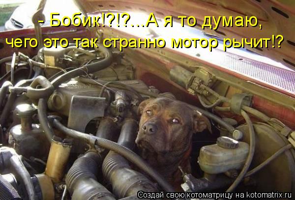 - Бобик!?!?...А я то думаю, чего это так странно мотор рычит!?... Котоматрица: - Бобик!?!?...А я то думаю, чего это так странно мотор рычит!?