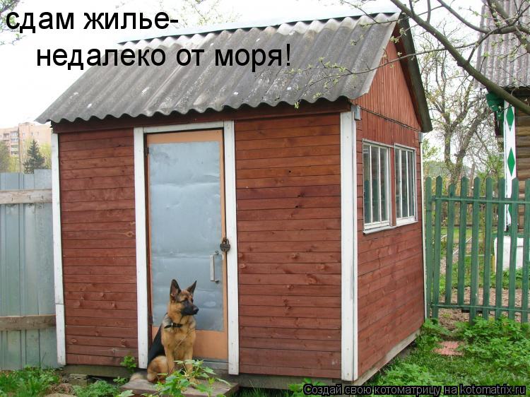 сдам жилье- недалеко от моря!... Котоматрица: сдам жилье- недалеко от моря!